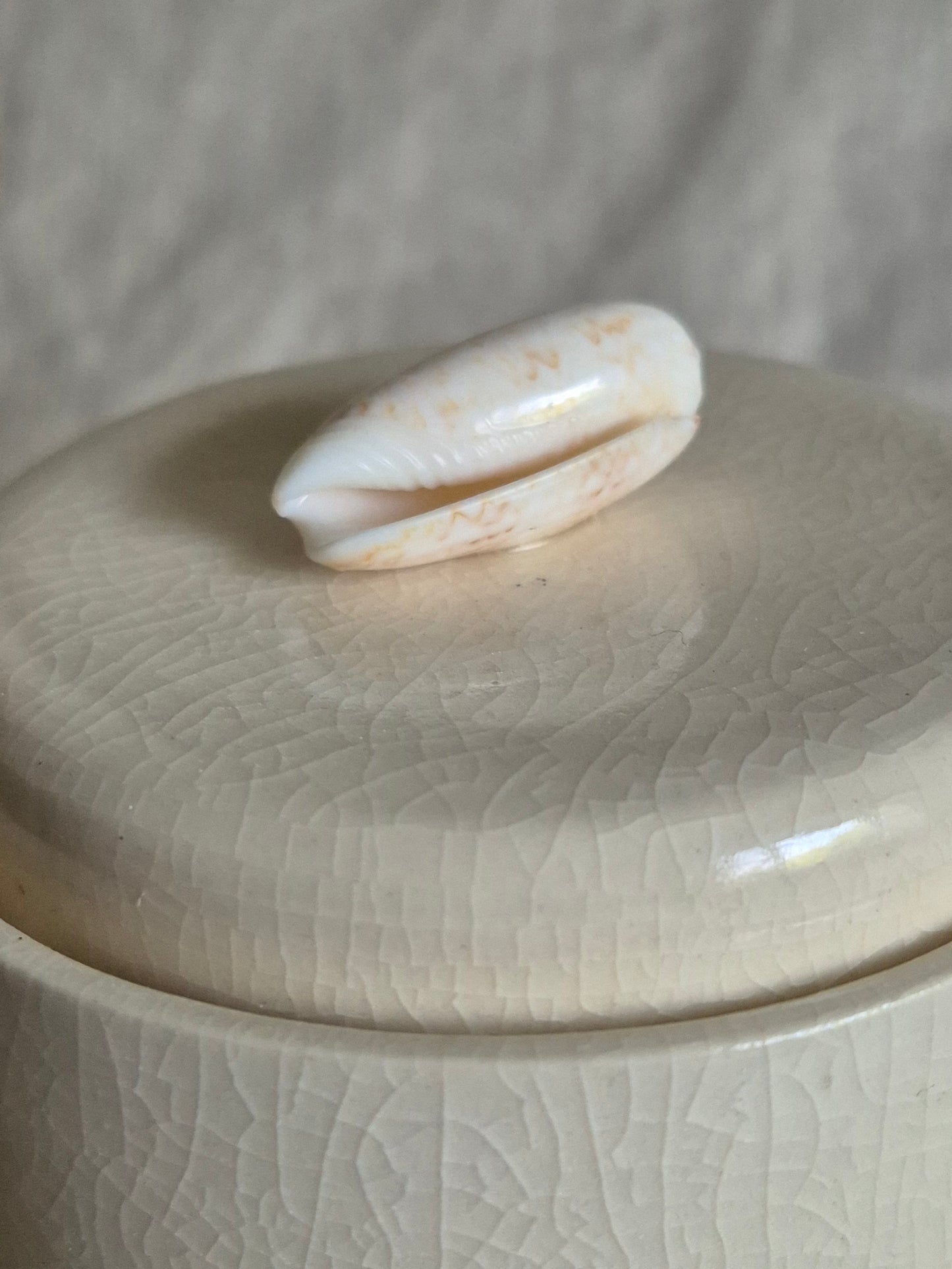 Medium Jar in Clear Crackle with Seashell Knob